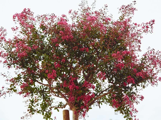 Lagerstroemia