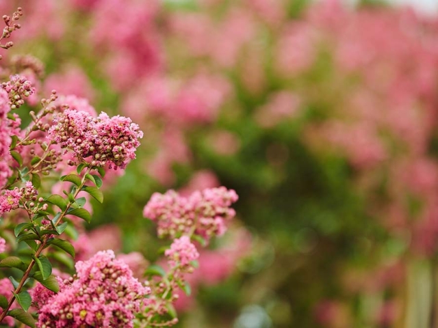 Lagerstroemia