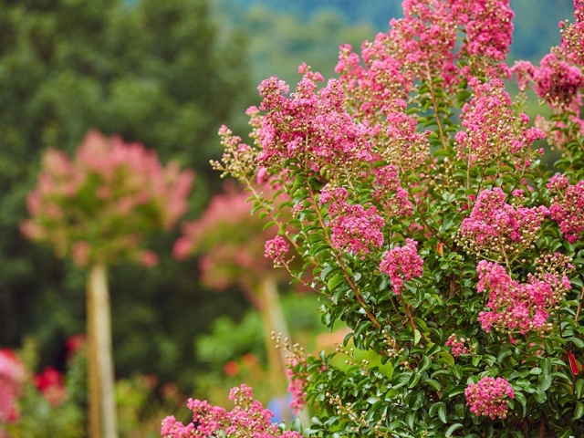 Lagerstroemia