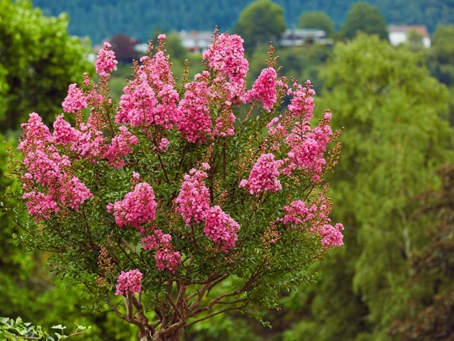 Lagerstroemia