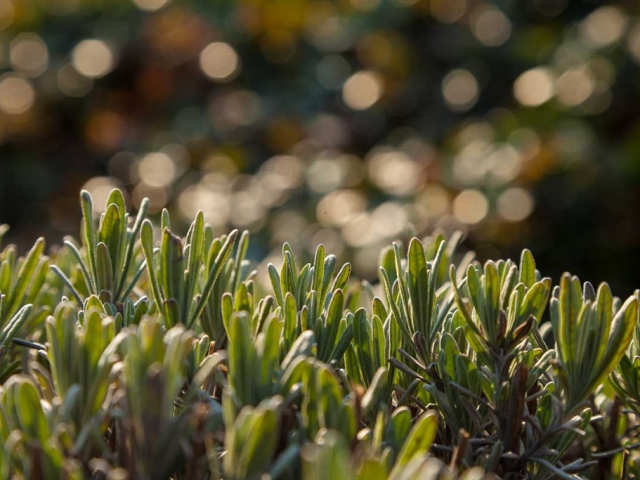 Lavendel