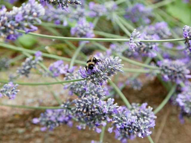 Lavendel
