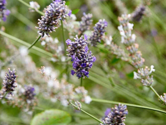 Lavendel