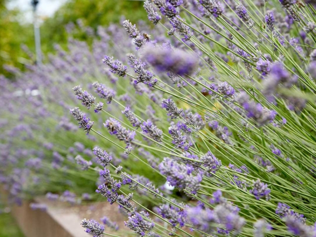 Lavendel