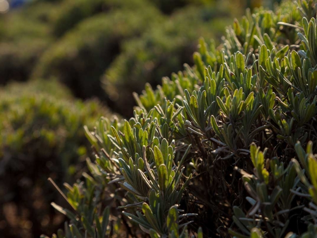 Lavendel