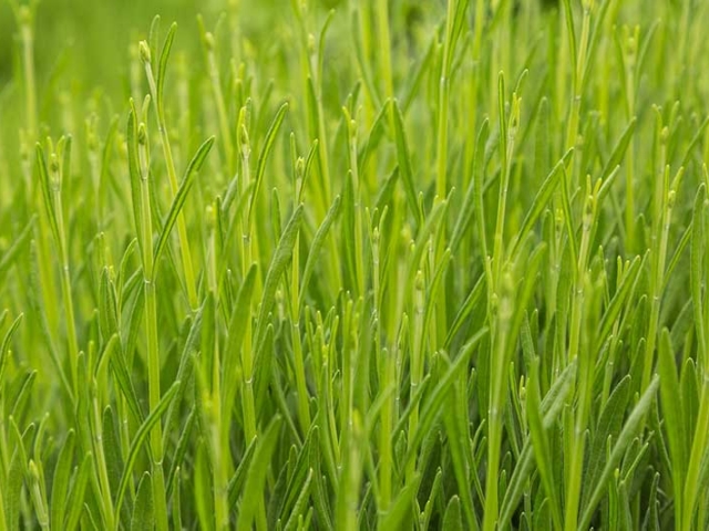 Lavendel
