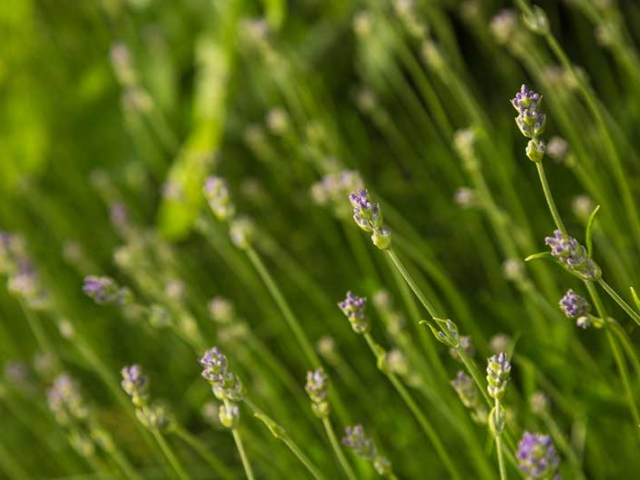 Lavendel