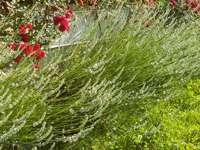 Lavendel
