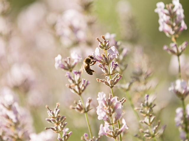 Lavendel