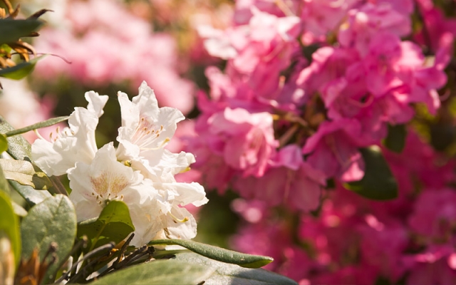 Rhododendren