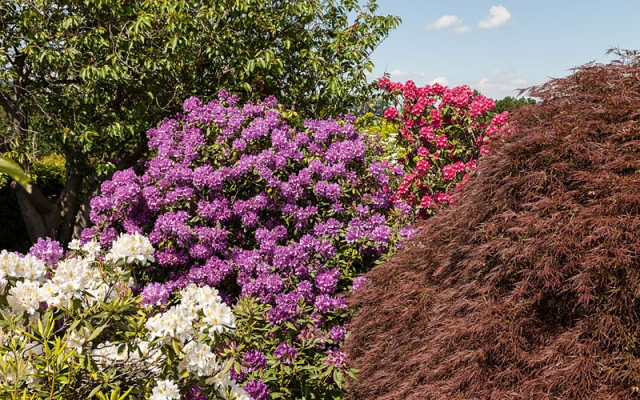 Rhododendren