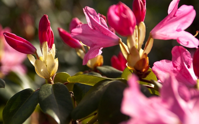 Rhododendren