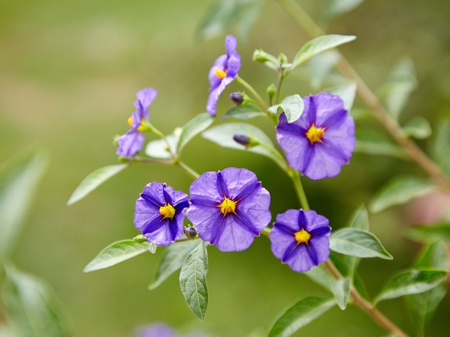 Solanum