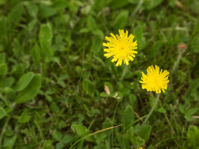 Ferkelkraut, Hypochaeris