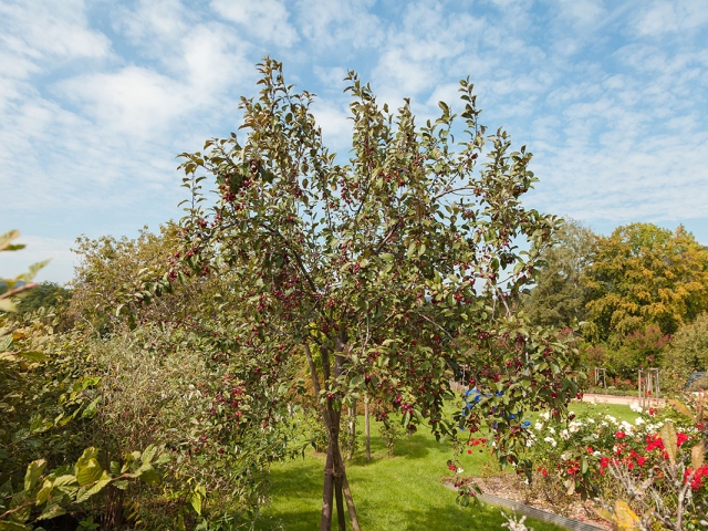 Der Zierapfelbaum mit seinen charakteristisch roten Früchten