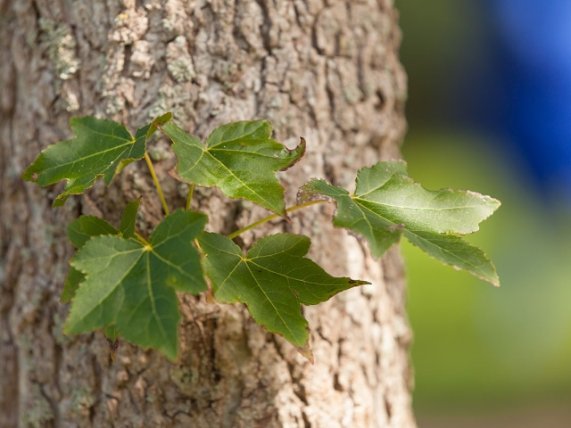 Seitentrieb auf der rauhen Rinde des Amberbaumes