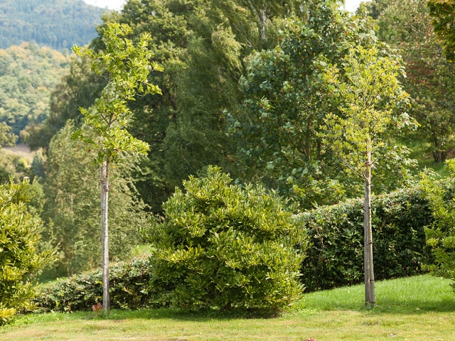 Ensemble der Magnolien