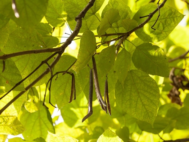 Catalpa mit Früchten