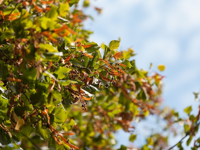 Welke Lindenblüten erzählen vom Spätsommer