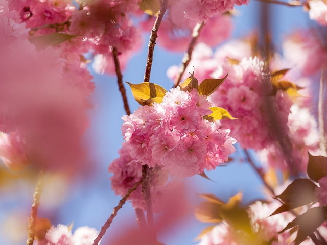 Japanische Blütenkirsche (Prunus serrulata)