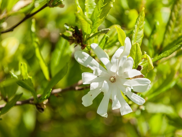 Sternmagnolienblüte von zahlreichen Blättern