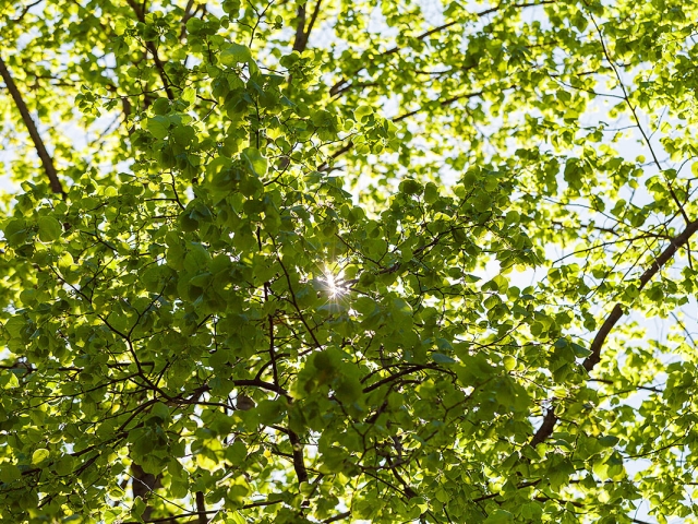 Die Sonne glitzert durch die schon dichten Blätter der Linde im April