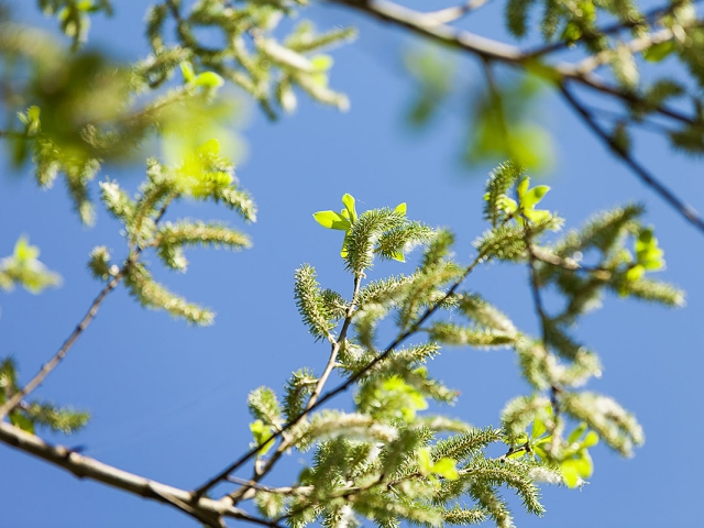 Weidenkätzchen