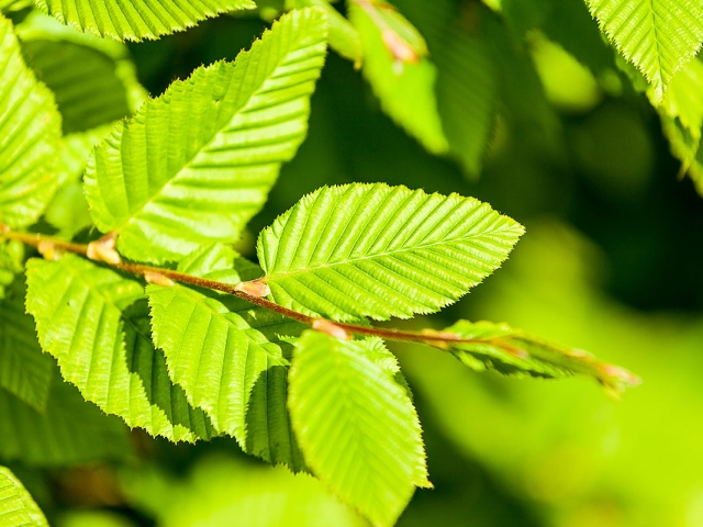 Sattes Grün in der Hainbuchenhecke