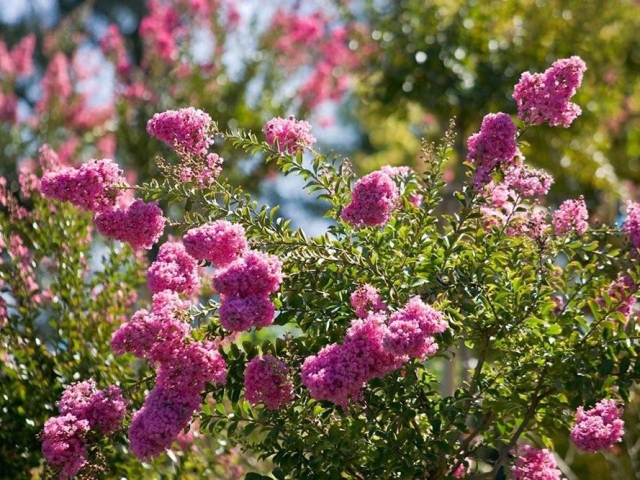 Lagerstroemia