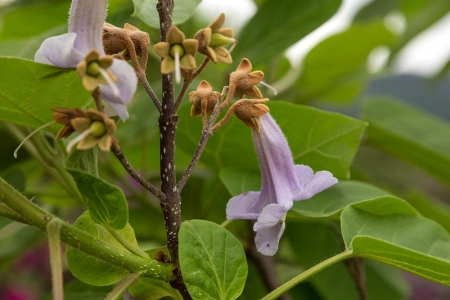 Blauglockenbaum